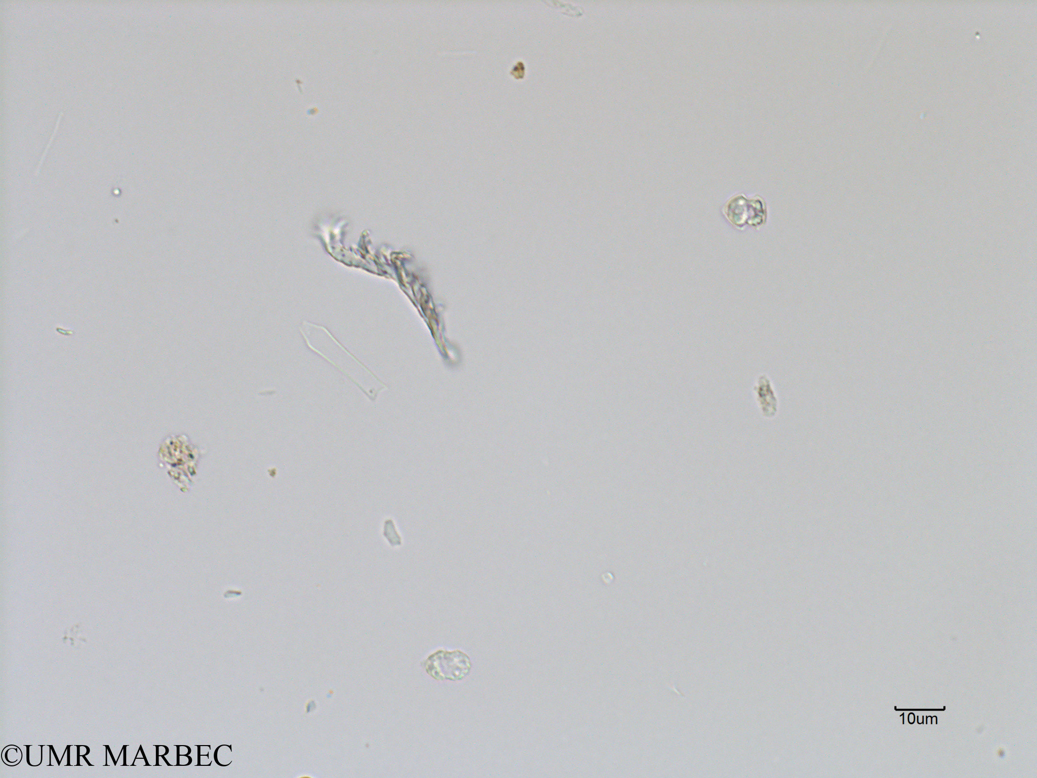 phyto/Bizerte/bizerte_bay/RISCO November 2015/Azadinium spp et Heterocapsa minima (Baie_T5-C1-heterosigma et srcippsiella-4).tif(copy).jpg